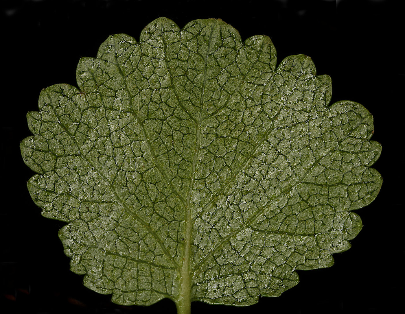 Image of Betula nana specimen.