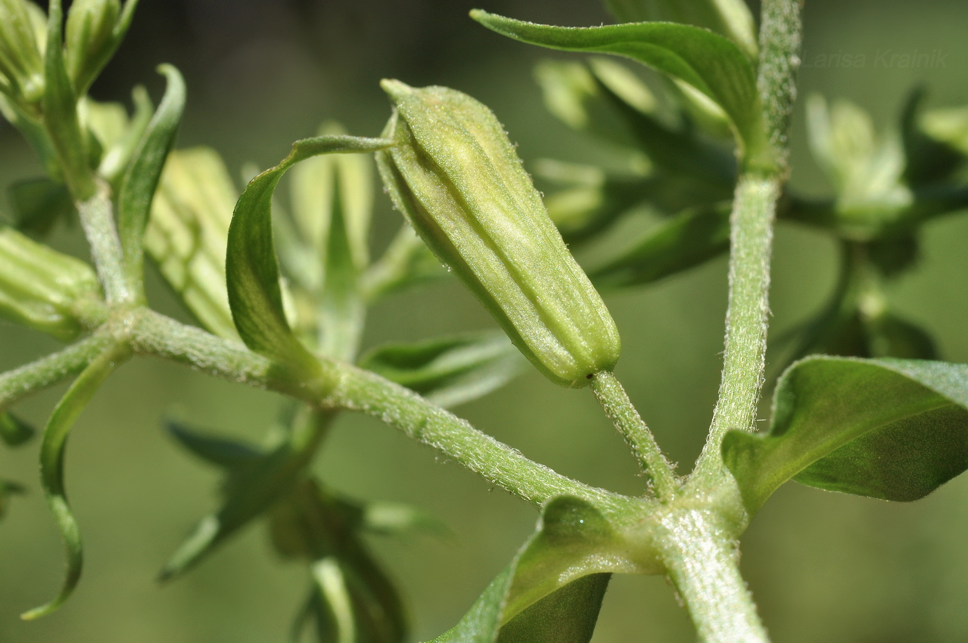 Изображение особи Lychnis wilfordii.