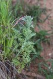 Artemisia absinthium. Вегетирующее растение. Татарстан, окр. с. Камское Устье, обрывистый береговой склон. 05.06.2026.