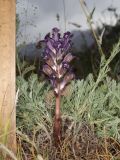 Orobanche amoena. Цветущее растение. Таджикистан, Согдийская обл., Айнинский р-н; Памиро-Алай, Фанские горы, подножье горы Сарытаг, ≈ 2440 м н.у.м., полынная степь. 27 июня 2026 г.