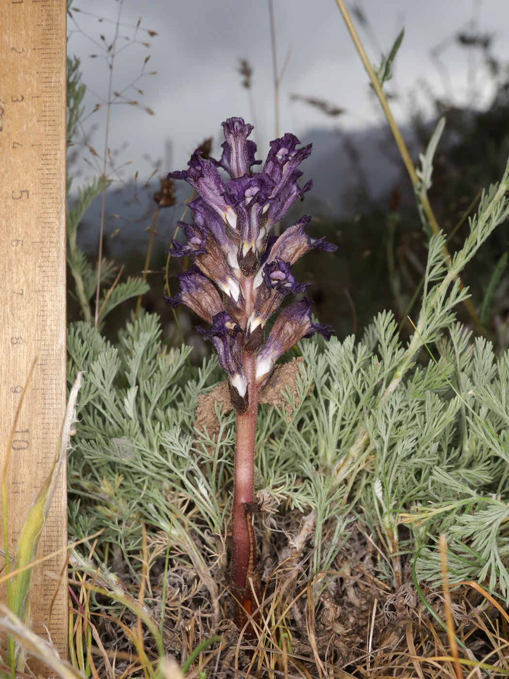Image of Orobanche amoena specimen.