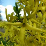 genus Forsythia. Цветки. Смоленск. 11.05.2011.