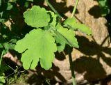 Chelidonium majus. Лист. Турция, ил Артвин, окр. храма Отхта, ок. шиповника. 13 июня 2026 г.