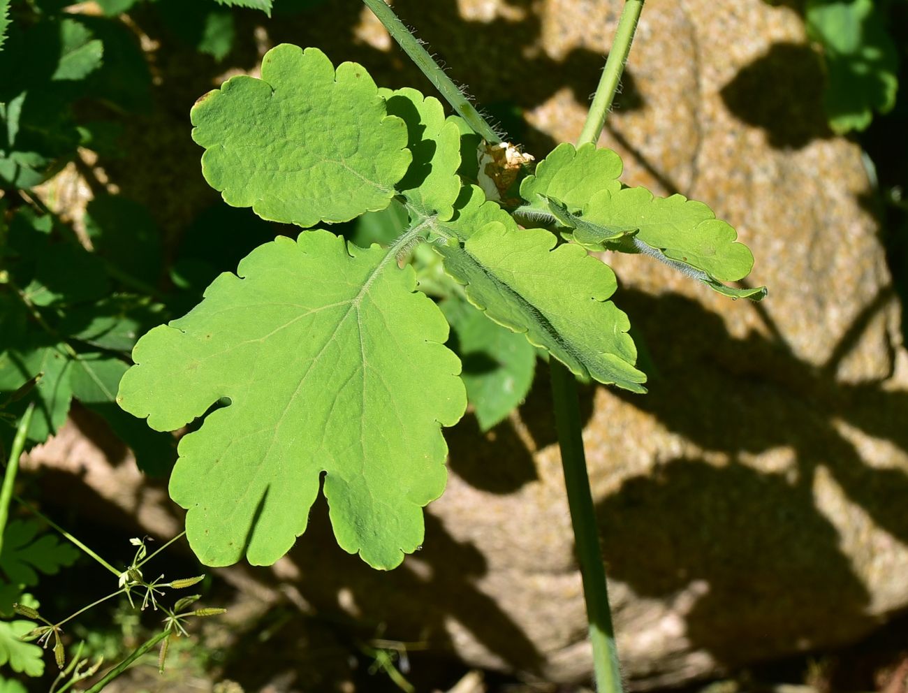 Image of Chelidonium majus specimen.