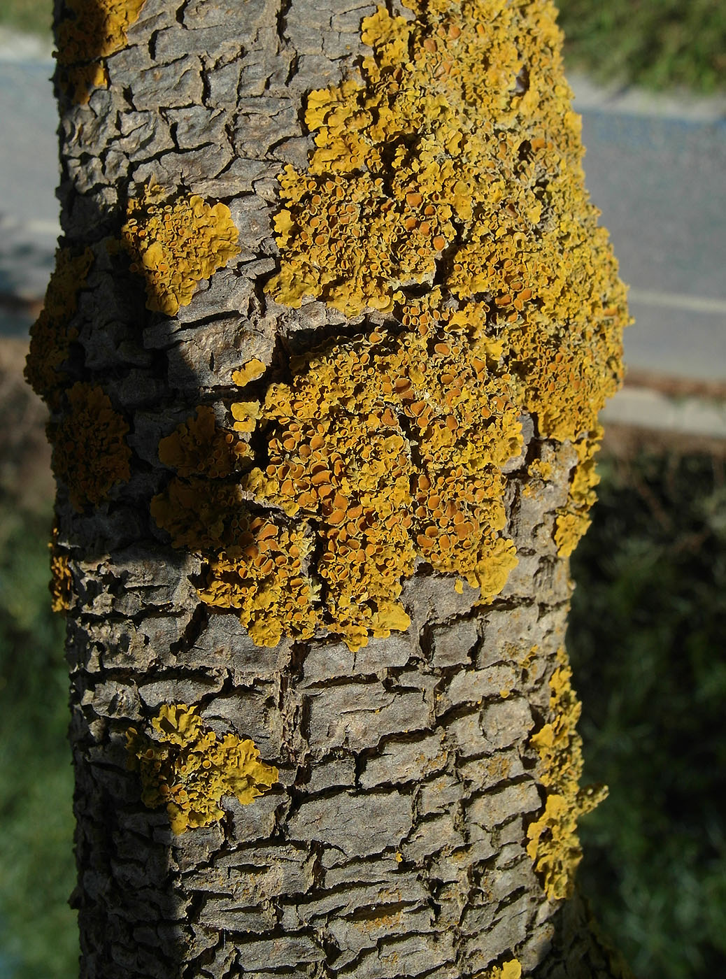 Image of genus Bauhinia specimen.