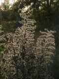 Echium vulgare. Высохшие побеги с соплодиями. Республика Молдова, муниципалитет Кишинёв, г. Кодру, пустырь. 29 августа 2026 г.