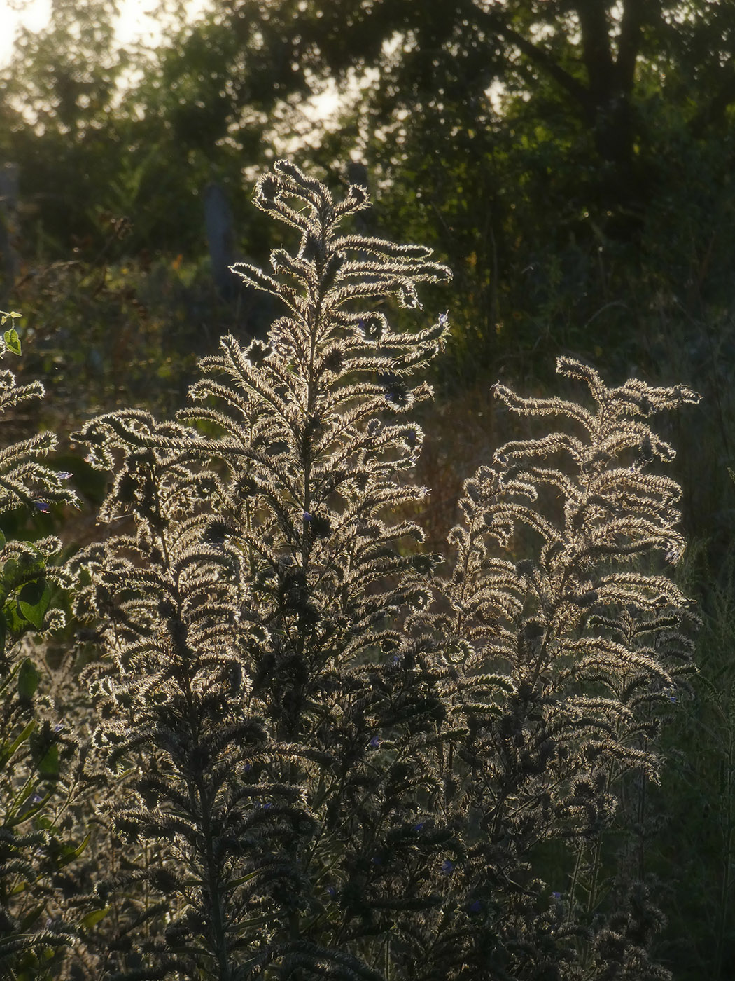 Image of Echium vulgare specimen.
