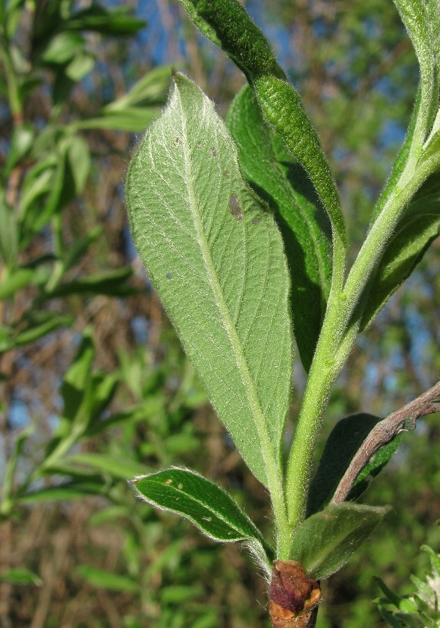 Image of Salix cinerea specimen.