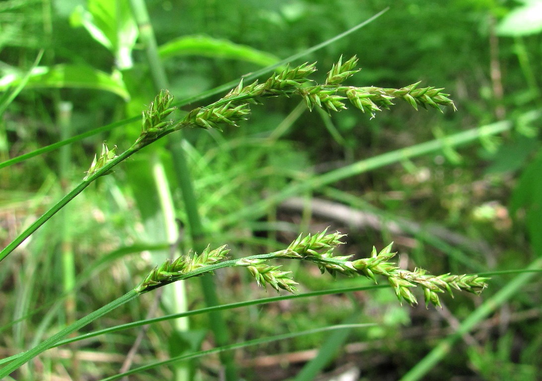 Изображение особи Carex elongata.