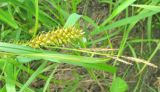 Carex vesicaria. Верхушка побега с соплодием и отцветшими мужскими соцветиями. Ярославская обл., пос. Новый Некоуз, р. Ильд, по урезу воды. 08.06.2011.