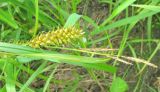 Carex vesicaria