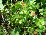 Anagallis arvensis