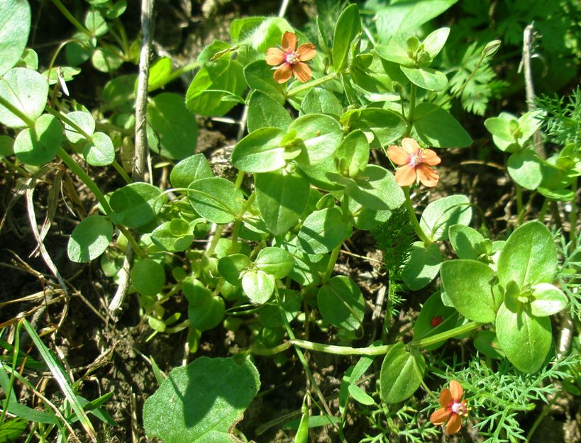 Image of Anagallis arvensis specimen.