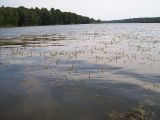 Potamogeton lucens. Заросли рдеста на мелководье. Курская обл., г. Железногорск, вдхр. на р. Погарщина. 5 июля 2007 г.