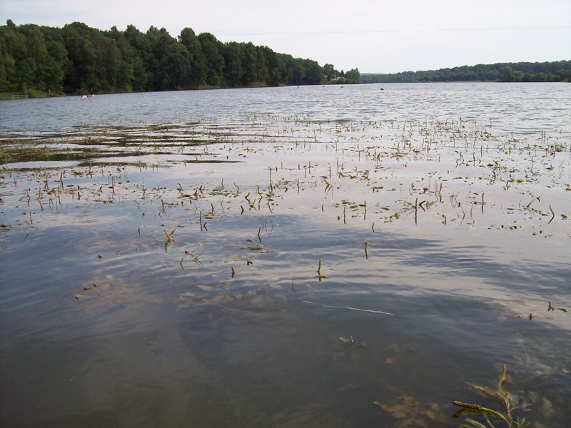 Image of Potamogeton lucens specimen.