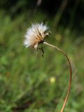 Scorzonera humilis. Верхушка высохшего побега с соплодием. Ленинградская обл., побережье в р-не пос. Большая Ижора, травяной сосняк на дюне. 10.07.2011.