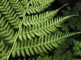 Athyrium filix-femina