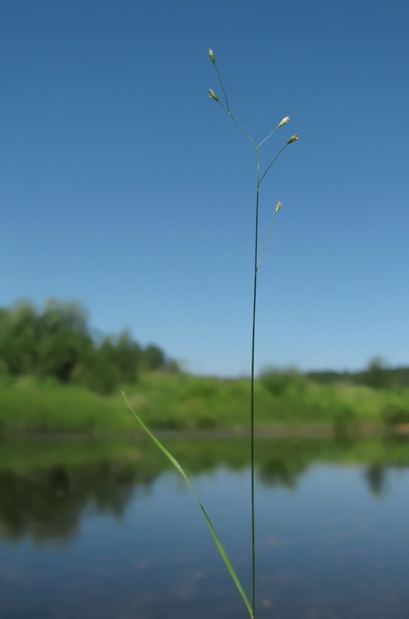Изображение особи Poa palustris.