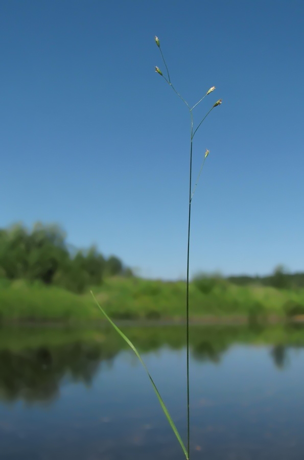 Image of Poa palustris specimen.