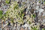 Sedum gracile