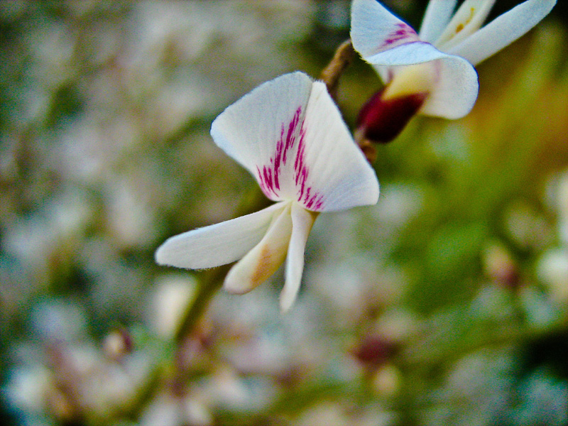 Image of Retama raetam specimen.