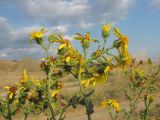 Senecio grandidentatus