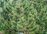 Pinus mugo. Верхняя часть кроны с шишками. Черногория, Динарское нагорье, горный массив Дурмитор. 05.07.2011.