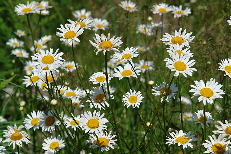 Изображение особи Leucanthemum maximum.