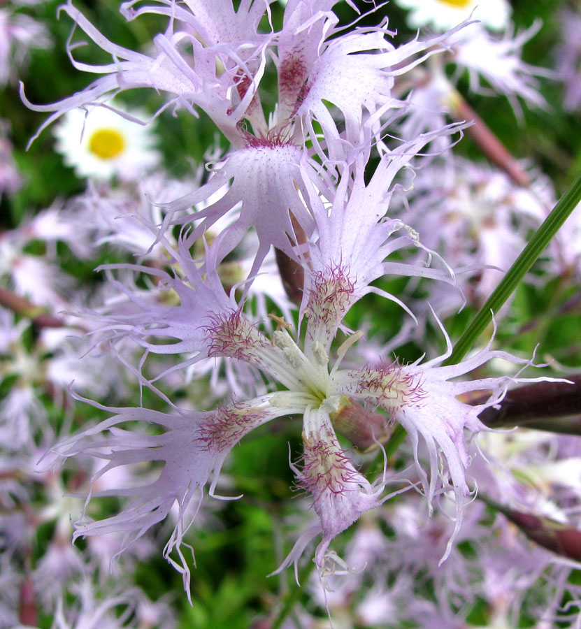 Изображение особи Dianthus superbus.