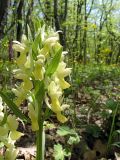 Dactylorhiza romana. Соцветие. Крым, Севастополь, Балаклавский р-н, заказник \"Мыс Айя\". 15.05.2011.