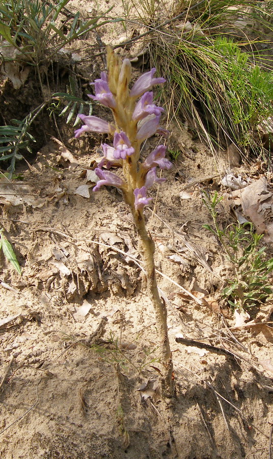 Image of Phelipanche arenaria specimen.