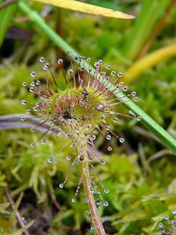 Изображение особи Drosera rotundifolia.