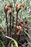 Phelypaea coccinea. Плодоносящие растения (на Centaurea trinervia). ЮВ Крым, окр. Коктебеля. 10 июня 2011 г.