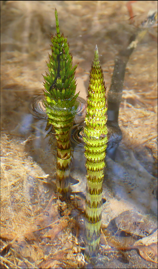 Изображение особи Equisetum telmateia.