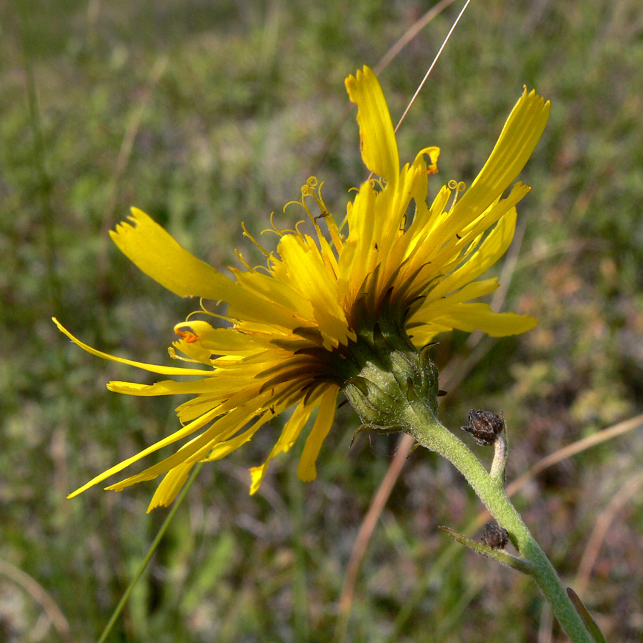 Изображение особи Hieracium umbellatum.