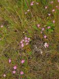 Centaurium littorale. Цветущие растения на влажном приморском лугу. Нидерланды, провинция Groningen, национальный парк Lauwersmeer. 28 июня 2008 г.