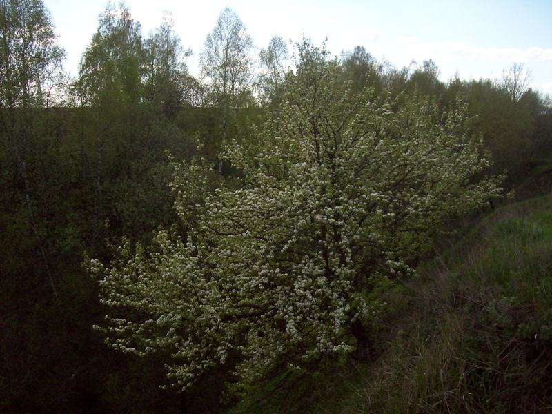 Изображение особи Malus domestica.