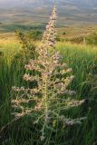 Echium biebersteinii. Цветущее растение. ЮВ Крым, окр. пос. Коктебель, хр. Биюк-Янышар. 8 июня 2011 г.