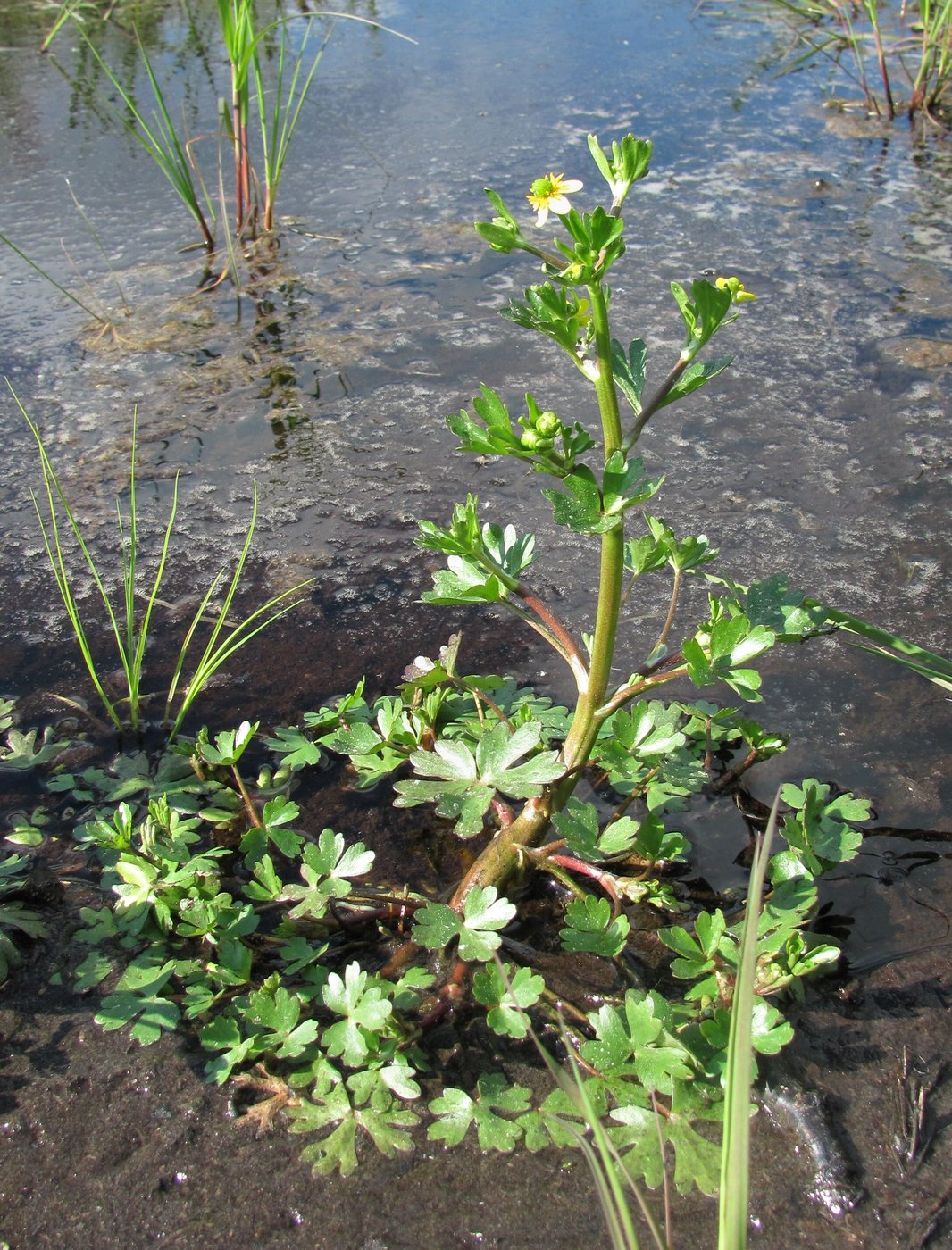 Image of Ranunculus sceleratus specimen.