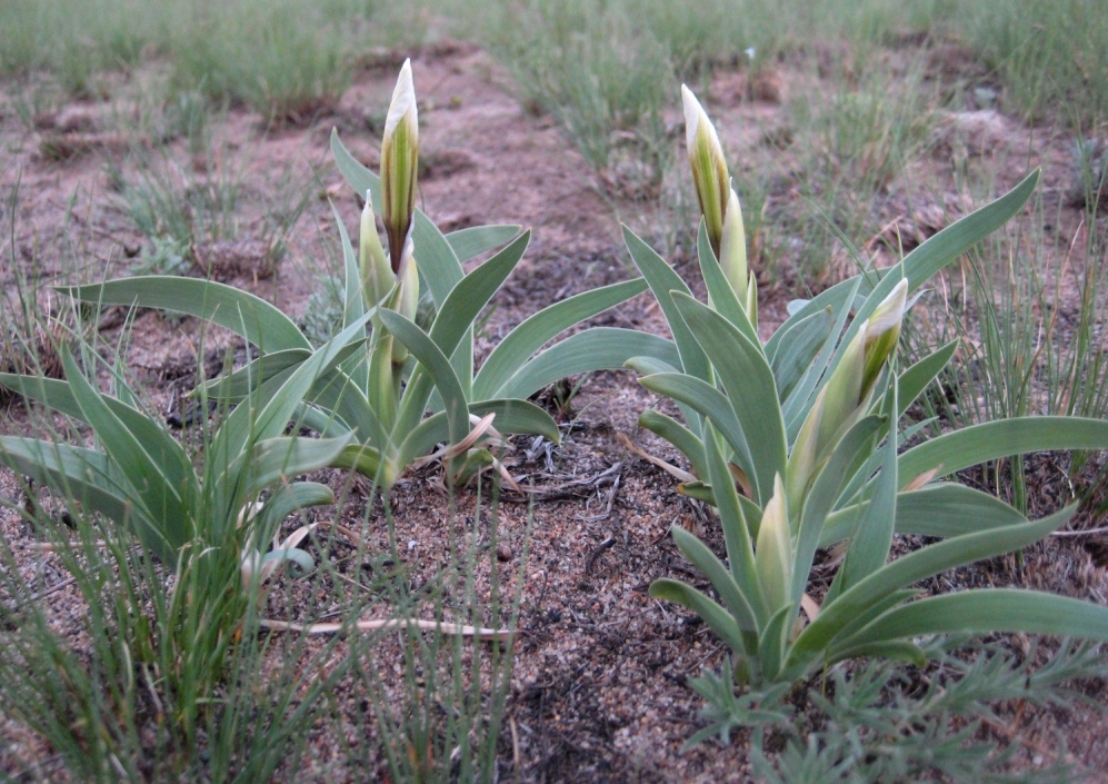 Изображение особи Iris glaucescens.