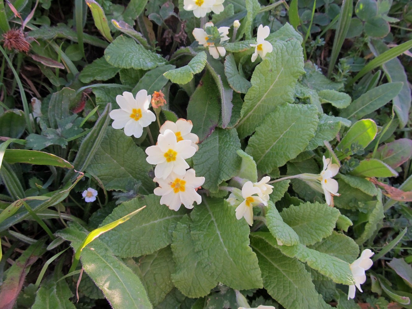 Image of Primula vulgaris specimen.