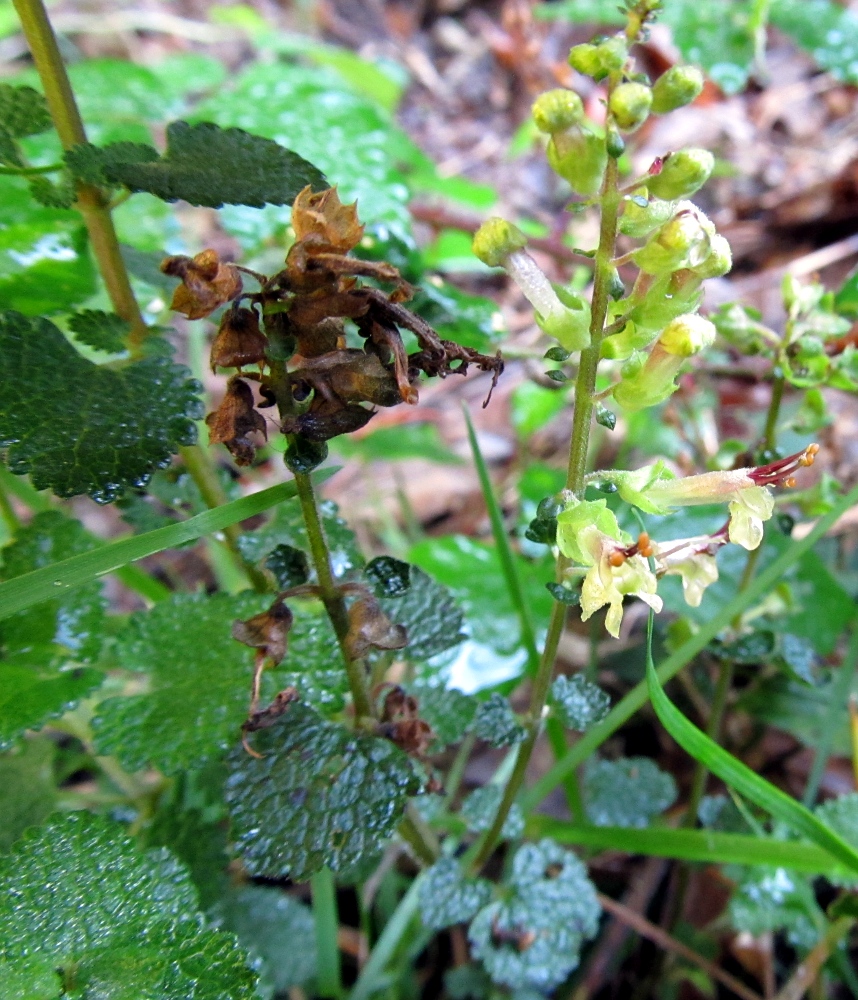 Image of Teucrium scorodonia specimen.