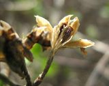 Philadelphus coronarius. Вскрывшийся зрелый плод. Крым, Ялта, в культуре. 27 марта 2012 г.