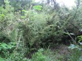 Juniperus sibirica. Группа растений. Сахалин, окр. г. Южно-Сахалинска. Август 2010 г.