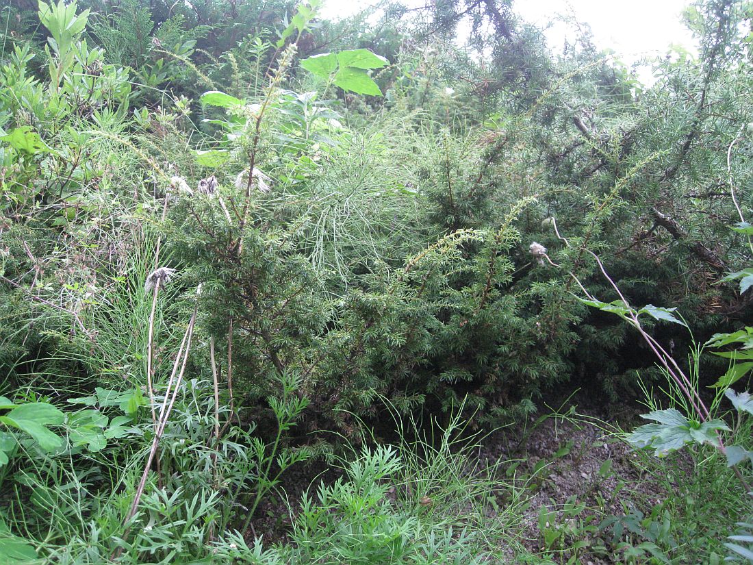 Image of Juniperus sibirica specimen.