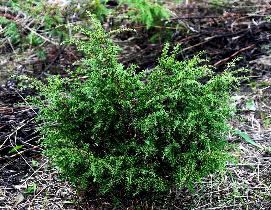 Изображение особи Juniperus sibirica.