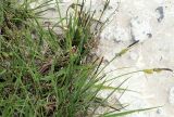 genus Carex. Цветущие растения. Мурманская обл., Кандалакшский р-н, окр. пос. Колвица, берег р. Колвица. 03.07.2010.