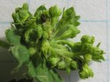 Alchemilla tytthantha