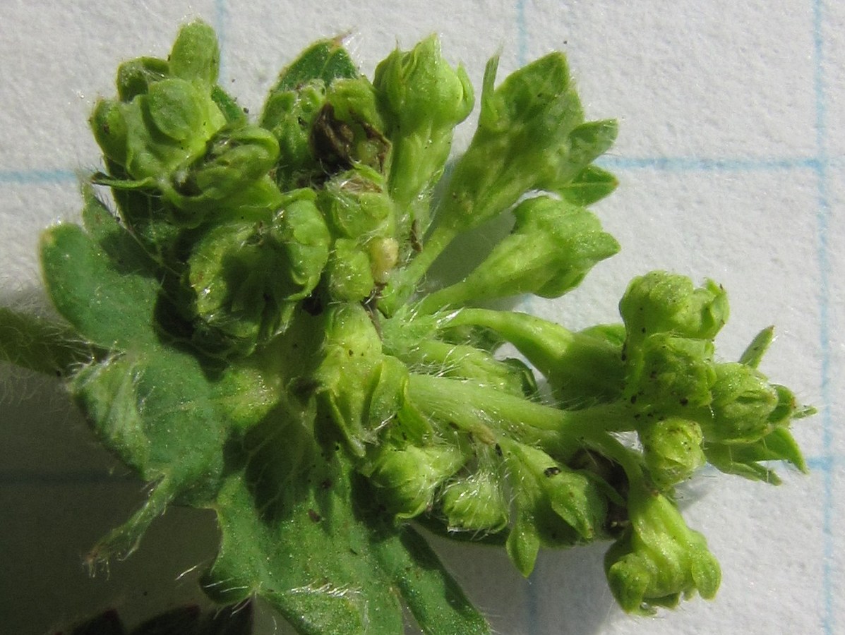 Image of Alchemilla tytthantha specimen.