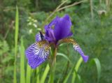 genus Iris